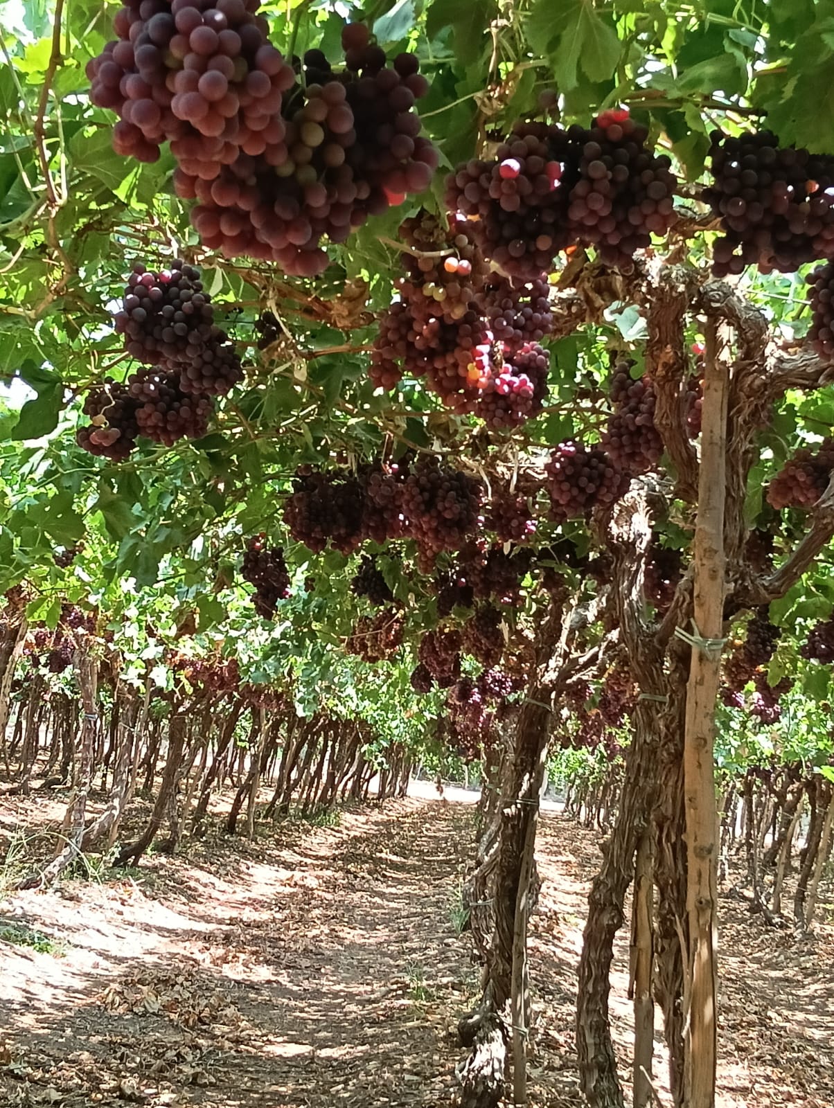 Flame Seedless Grapes