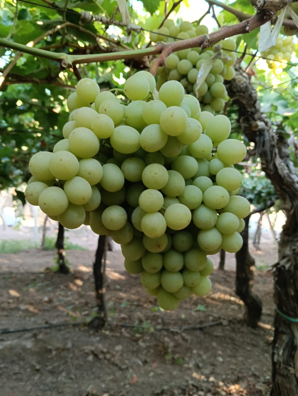 Superior Seedless Grapes