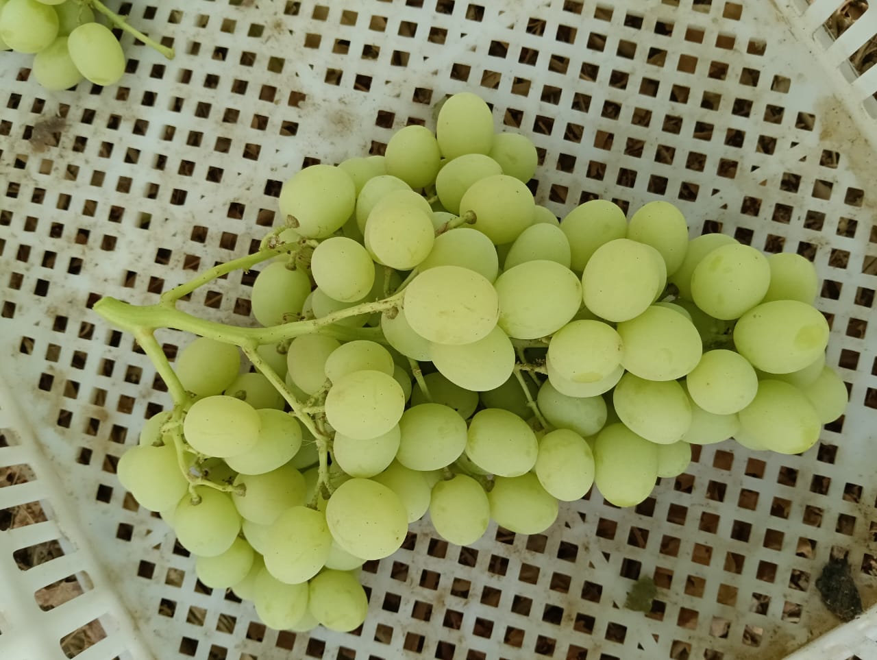 Superior Seedless Grapes