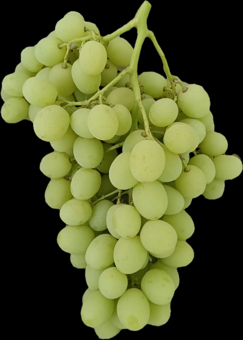 Superior Seedless Grapes
